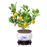 开时果 四季香水柠檬树苗盆栽可结果食用 水果绿植物盆景源头直发 【约30-40cm】原土 加赠 肥料