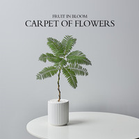 开时果 ins风蓝花楹盆栽绿植 日式风格盆景 四季好养植物 源头直发 白色竖纹盆：蓝花楹