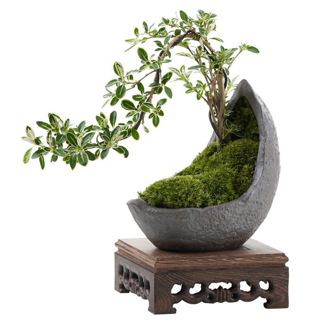 开时果悬崖六月雪盆栽中式禅意盆景植物茶室绿植造型摆件源头直发六月雪