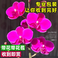 开时果 蝴蝶兰花苗带花苞盆栽 兰花室内植物年宵花卉绿植源头直发 【带花】紫色-蝴蝶兰+育苗盆