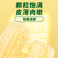 十月稻田白糯玉米260gx8根新鲜甜糯玉米东北苞米大棒真空装包装袋