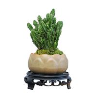 仙人掌盆栽万重山室内仙人球多肉植物办公室桌面防好养辐射绿植
