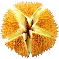 十里馋泰国金枕头榴莲鲜果 巴掌榴莲 新鲜生鲜水果整颗带壳 7-8斤(1-2个)