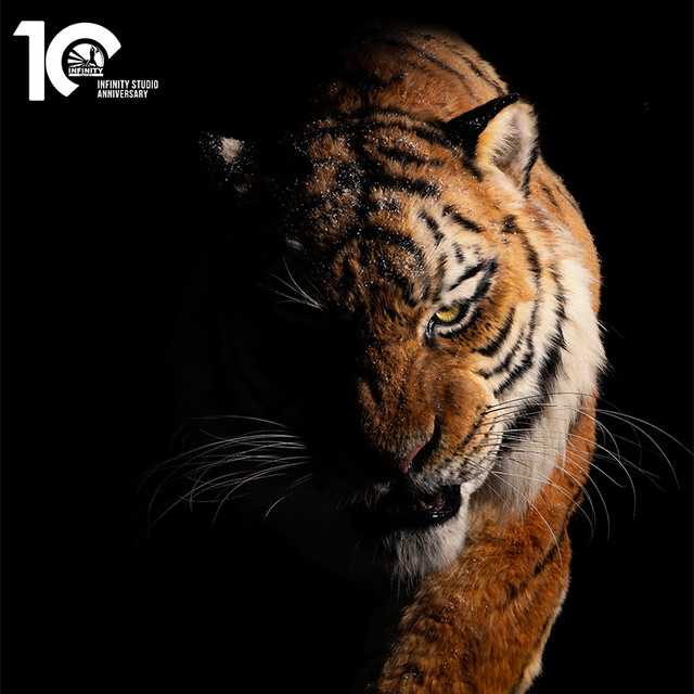 开天工作室 INFINITYSTUDIO 东北虎 1/1博物馆级复制品