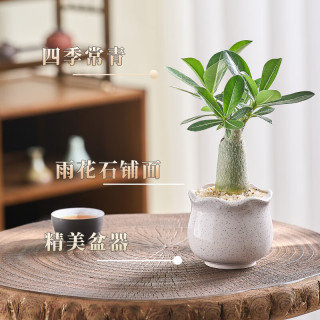 开时果 沙漠玫瑰盆栽多肉植物 办公室桌面好养绿植迷你盆景源头直发 沙漠玫瑰（马卡波浪口+黄金沙）