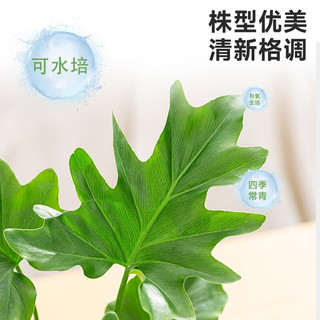 开时果 春羽水培植物盆栽 ins清新风水生春雨绿植水养盆景源头直发 春羽（25-30cm）火山杯