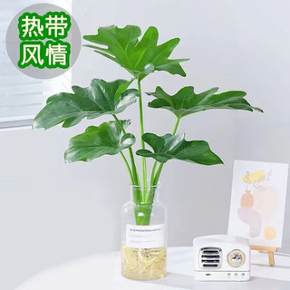 开时果 春羽水培植物盆栽 ins清新风水生春雨绿植水养盆景源头直发 春羽（25-30cm）火山杯
