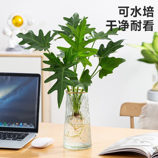 开时果 春羽水培植物盆栽 ins清新风水生春雨绿植水养盆景源头直发 春羽（25-30cm）火山杯