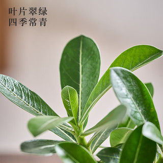开时果 沙漠玫瑰盆栽多肉植物 办公室桌面好养绿植迷你盆景源头直发 沙漠玫瑰（马卡波浪口+黄金沙）