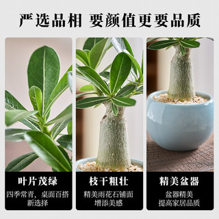 开时果 沙漠玫瑰盆栽多肉植物 办公室桌面好养绿植迷你盆景源头直发 沙漠玫瑰（马卡波浪口+黄金沙）