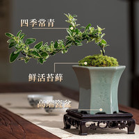 开时果 悬崖六月雪盆栽 中式禅意盆景绿植花卉植物造型摆件源头直发 六月雪(枯木盆+底托)