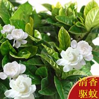 爱你一万年栀子花盆栽花卉植物室内绿植四季好养茉莉花源头直发驱蚊组合 主图款加仑盆160#栀子花】