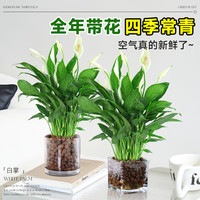 爱你一万年白掌一帆风顺盆栽水培植物绿萝箩花卉室内花绿植红掌发财树吸甲醛 精品白掌3株带花+原盆+营养液【限量抢购 】