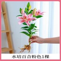 爱你一万年水培植物香水百合花盆栽带花苞室内好养客厅阳台花卉水养四季开花 【带花带根好养】粉色香水百合【1颗】+营养液