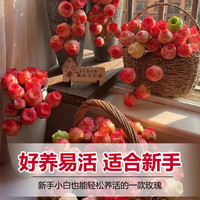 爱你一万年夏季多肉山地玫瑰水蜜桃酒杯粉耶罗鸡蛋翡翠球花绿多肉植物盆栽 山地玫瑰群生4个头以上【3颗】