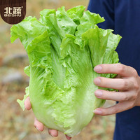 北蔬 生菜种子苗四季种生吃耐热耐抽薹菜籽 速翠1号生菜种子约5000粒