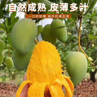 闽农语果新鲜贵妃芒水果广西当季水果爆甜多汁礼盒芒果水仙水果贵妃芒果 净重4.5斤【单果50g+】 【树上熟现摘鲜果】