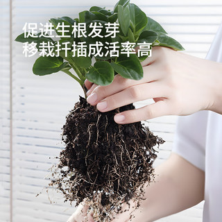 史丹利快速生根粉植物通用树木移栽多菌灵强力扦插100g