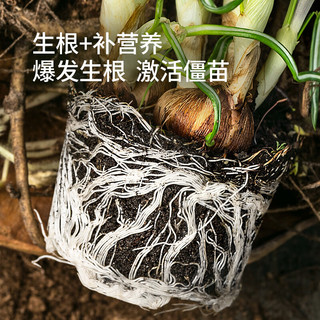 史丹利快速生根粉植物通用树木移栽多菌灵强力扦插100g