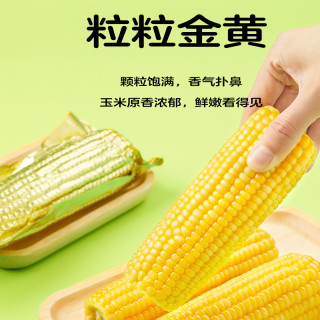 【2024新玉米】十月稻田黄糯玉米白糯大棒东北苞米220gx8粘糯新鲜