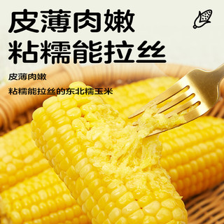 【2024新玉米】十月稻田黄糯玉米白糯大棒东北苞米220gx8粘糯新鲜