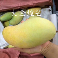 尹福记海南金煌芒大果新鲜大芒果现摘当季水果整箱 9斤装  净重8.5 海南金煌芒