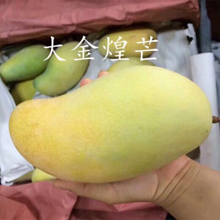 尹福记海南金煌芒大果新鲜大芒果现摘当季水果整箱 9斤装  净重8.5 金煌芒