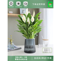 锦枫 特级一帆风顺白掌盆栽