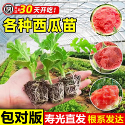 开时果 KaiShiguo Plants 8424冰糖麒麟西瓜苗盆栽 早佳懒汉无籽大西瓜秧苗地栽四季阳台苗 8424西瓜苗 6棵