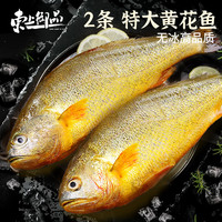 东上御品 国产 新鲜冷冻深海整条大黄花鱼800g-900g单条*2条-源头直发
