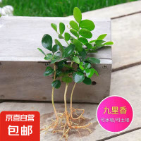 京喜 九里香盆栽浓香水培植物四季好养树苗室内好养花卉驱蚊竹柏绿植 九里香5-8颗 送肥料