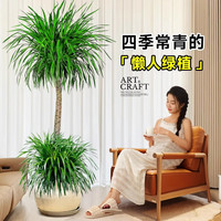 爱优尚龙血树绿植盆栽龙须树室内办公室客厅造型大型落地植物源头直发