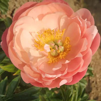 绿枝春 芍药花苗 12+周长 S27日落芍药1颗+肥（6-10芽）