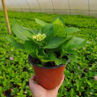 狄古 绣球花苗大花植物无尽夏开花好养的花四季不断盆栽花卉植物室内花