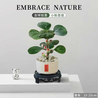 喜鹊说小盼菩提树盆栽带果好养办公室内绿植物创意桌面摆件情绪稳定花卉 小盼菩提-三足圆口小喜白盆-密胺托盘 带盆栽好