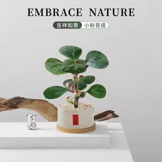 喜鹊说小盼菩提树盆栽带果好养办公室内绿植物创意桌面摆件情绪稳定花卉 小盼菩提-三足圆口小喜白盆-密胺托盘 带盆栽好