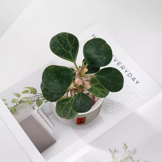 喜鹊说小盼菩提树盆栽带果好养办公室内绿植物创意桌面摆件情绪稳定花卉 小盼菩提-三足圆口小喜白盆-密胺托盘 带盆栽好