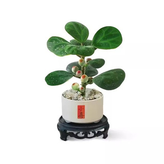喜鹊说小盼菩提树盆栽带果好养办公室内绿植物创意桌面摆件情绪稳定花卉 小盼菩提-三足圆口小喜白盆-密胺托盘 带盆栽好