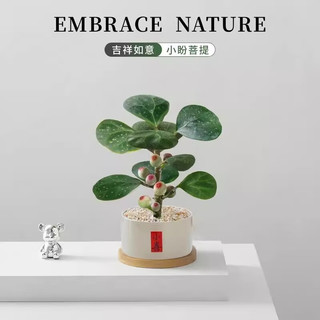 喜鹊说小盼菩提树盆栽带果好养办公室内绿植物创意桌面摆件情绪稳定花卉 小盼菩提-三足圆口小喜白盆-密胺托盘 带盆栽好