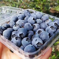 京满福 云南花香蓝莓 新鲜蓝莓 应季时令生鲜水果整箱 带箱1.5斤 单果15mm净重6盒*100g