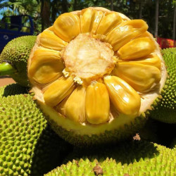 淘宝心选 海南菠萝蜜 一整个 干苞脆甜黄肉 21斤