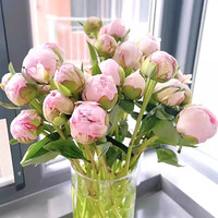耀壹鲜 芍药鲜花 5朵 粉色重瓣 鲜切花