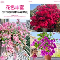 开时果 三角梅盆栽花苗四季开花 重瓣爬藤庭院攀援植物阳台花卉树苗盆景 【款】同安红(约25-35cm)+原土 【原土】开花包对版