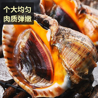 海螺鲜活无沙特大花螺新鲜海捕超大号响螺带黄田螺香螺海鲜水产