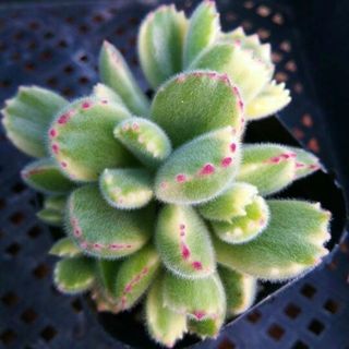 熊童子老桩多肉植物盆栽 黄熊 白熊 绿熊 组合带盆易养活肉肉盆栽 不含盆