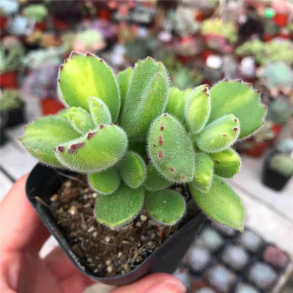 熊童子老桩多肉植物盆栽 黄熊 白熊 绿熊 组合带盆易养活肉肉盆栽 不含盆