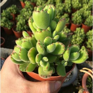 熊童子老桩多肉植物盆栽 黄熊 白熊 绿熊 组合带盆易养活肉肉盆栽 不含盆