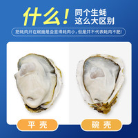 贝司令【源头直发】鲜活乳山生蚝牡蛎贝类烧烤2XL净重10斤 35-41只装