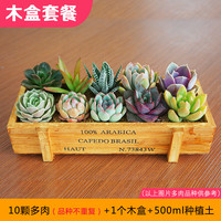 叹为观止多肉植物盆栽套餐肉肉植物办公室内迷你绿植花卉盆栽 大火锦