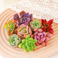 懋扬多肉植物室内小盆栽精品玉树高端多肉大颗株好养花卉绿植阳台客厅 2颗多肉不重复